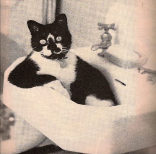 B&W Cat in Sink