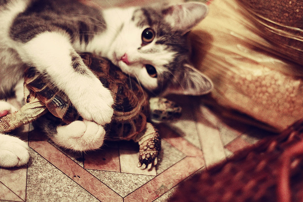 Cat hugging tortoise