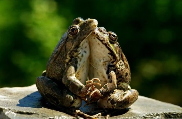 frogs hugging