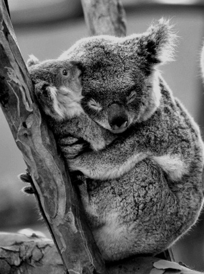 Koalas hugging