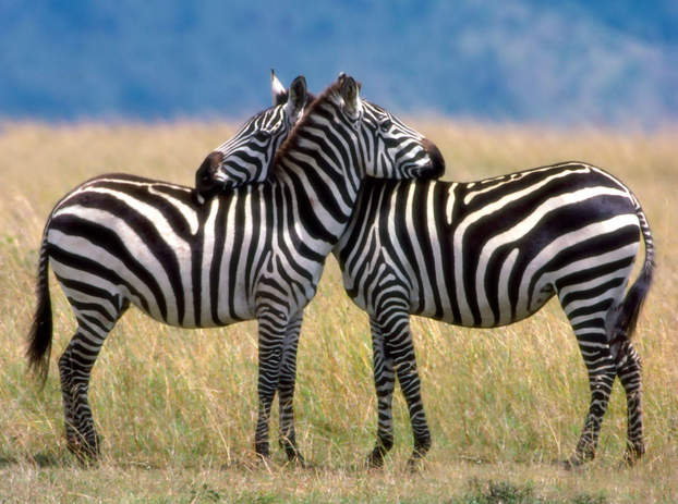 zebras in love