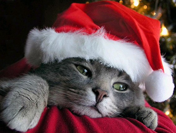 Happy Christmas cat